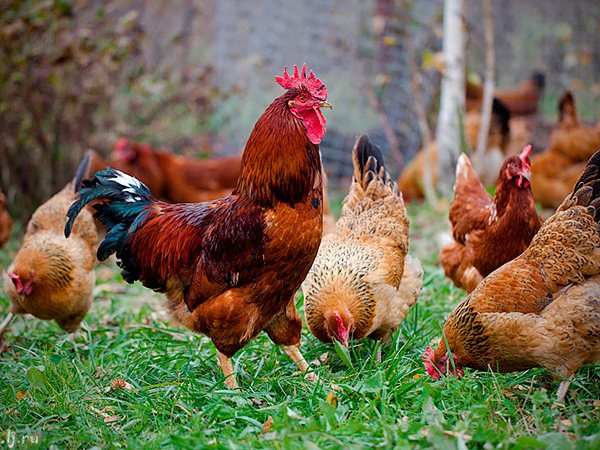 Породы куриц | ЗооТом - продажа, вязка и услуги для животных в Аргуне