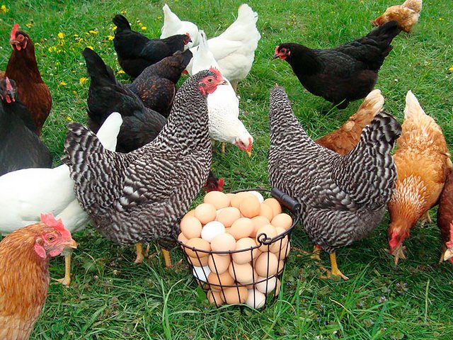 Содержание кур и уход за ними | ЗооТом - продажа, вязка и услуги для животных в Аргуне