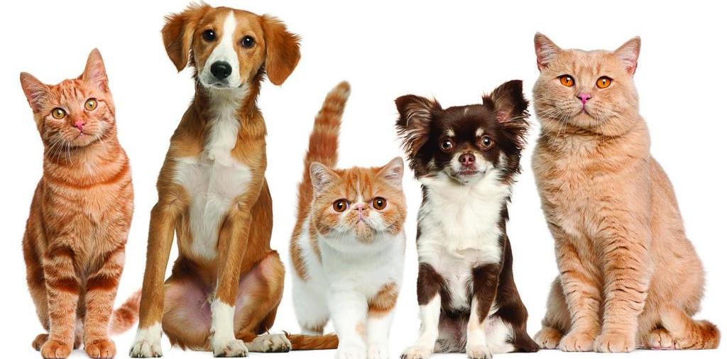 Доска объявлений о животных | ЗооТом - продажа, вязка и услуги для животных в Аргуне