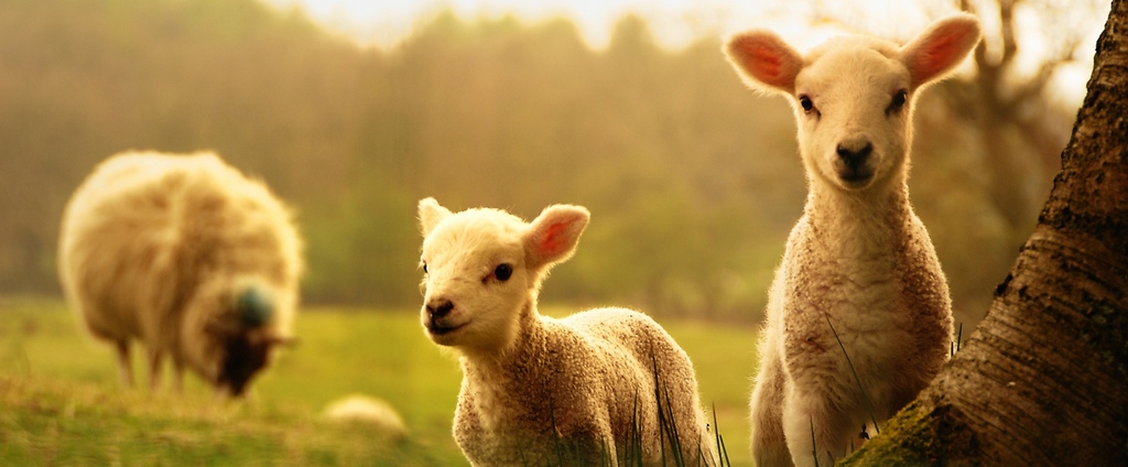 Объявления о сельскохозяйственных животных | ЗооТом - продажа, вязка и услуги для животных в Аргуне