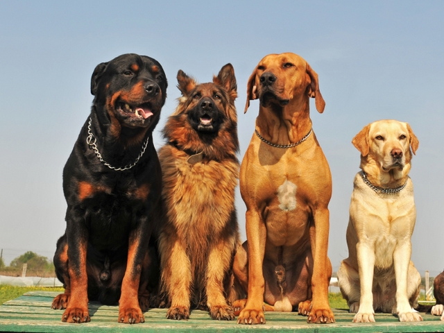 Крупные породы собак в Аргуне | ЗооТом портал о животных