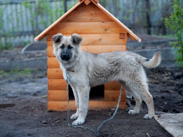 Все о собаках в Аргуне Все о собаках в Аргуне